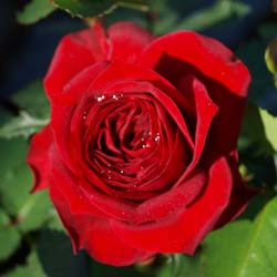 rosa ruby ruby